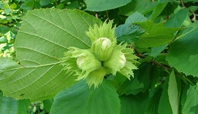 Hazel for the treatment of chronic prostatitis